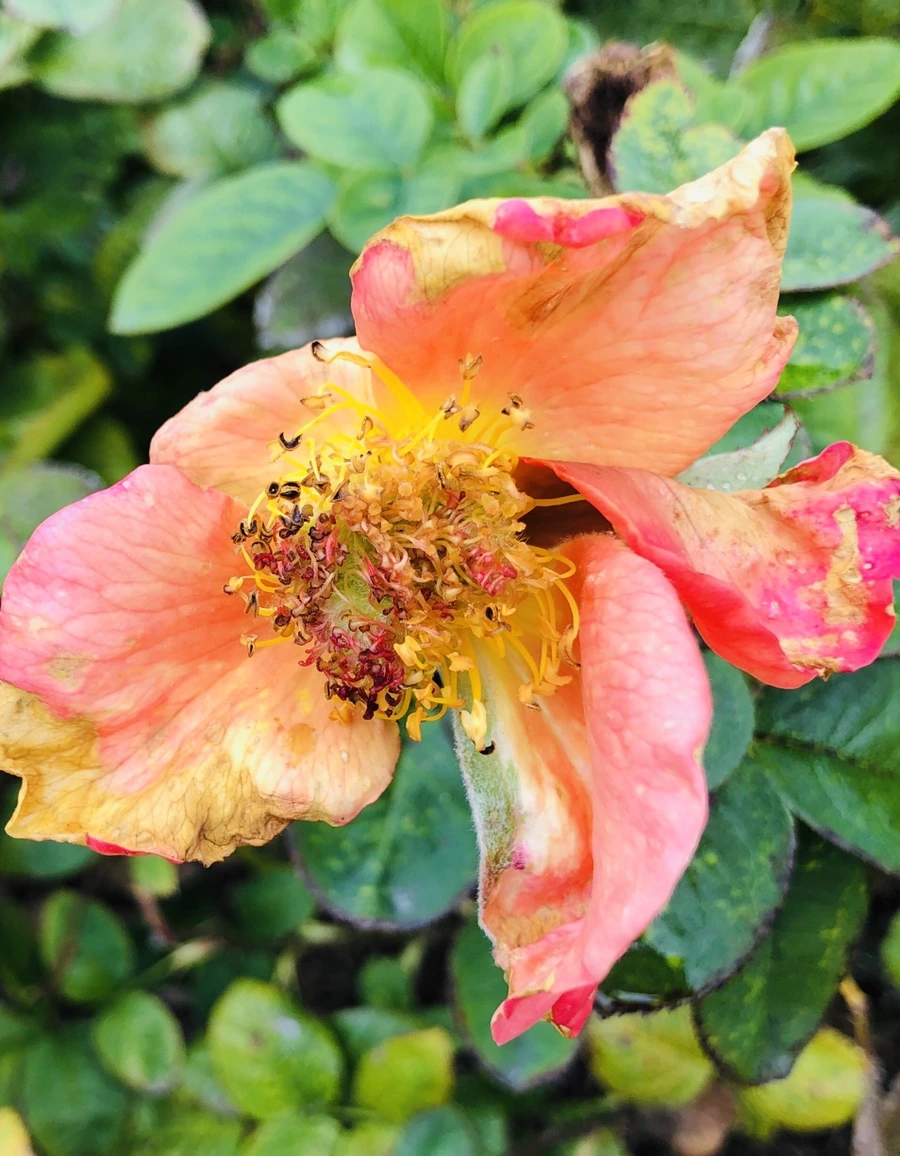 IMG_2249.jpg?type=w966