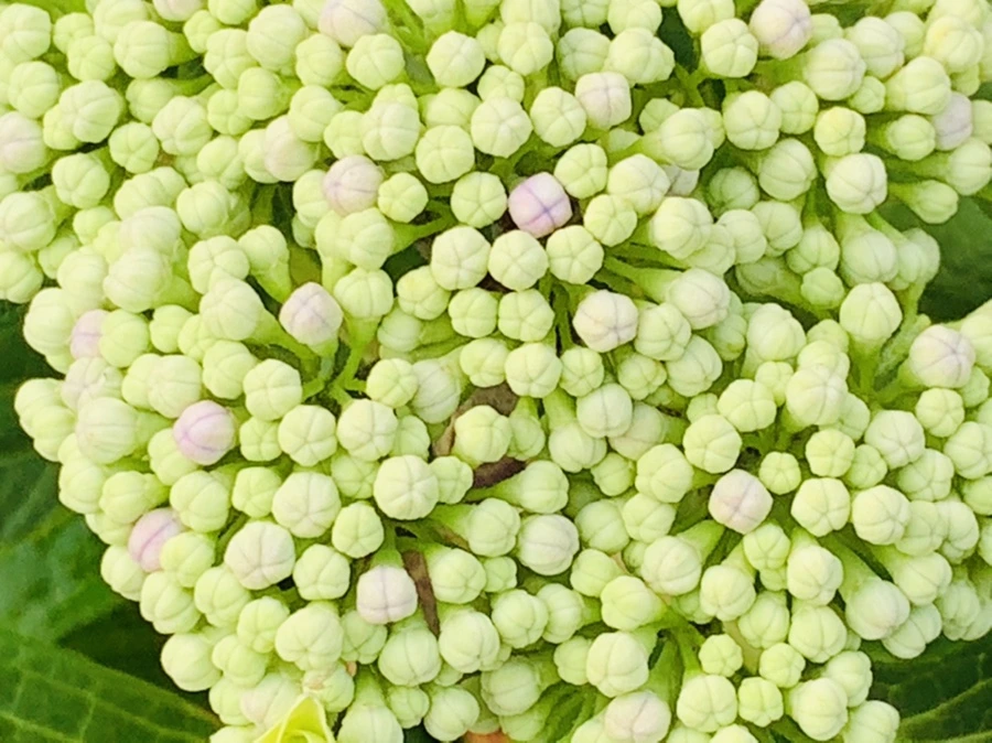 IMG_6054.jpg?type=w966