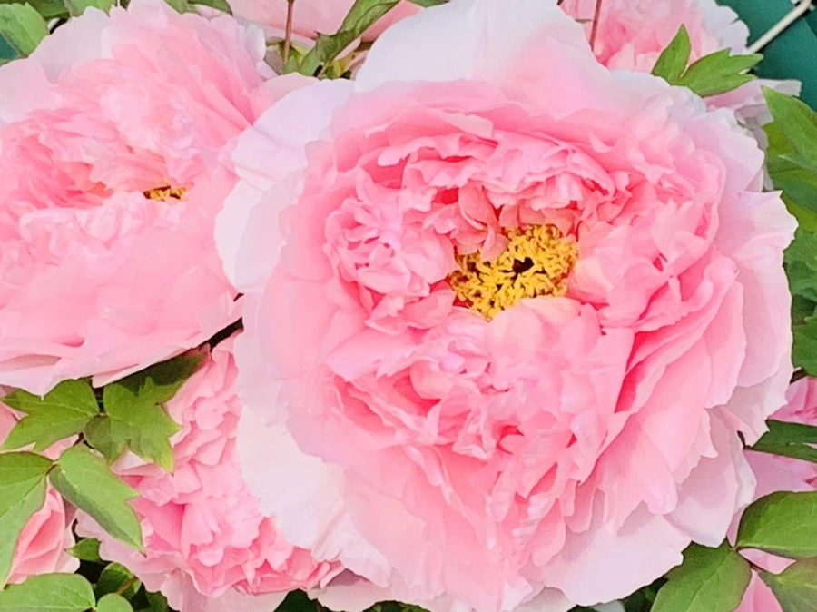 IMG_9119.jpg?type=w966