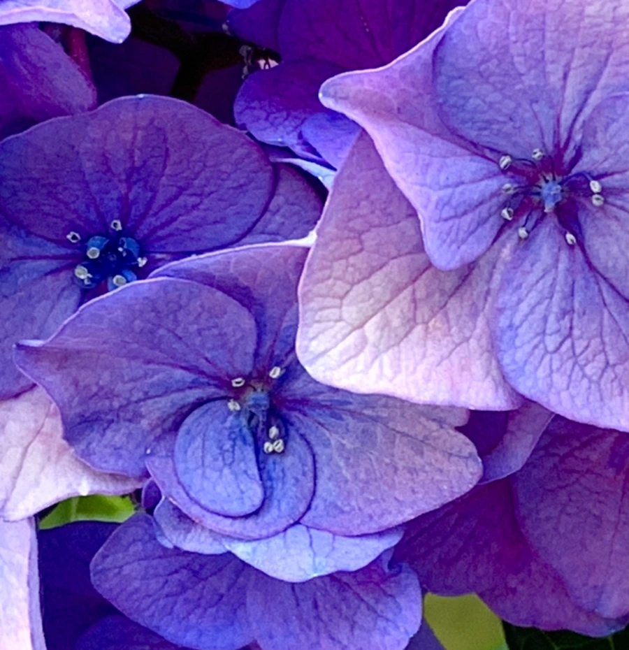 IMG_8761.jpg?type=w966