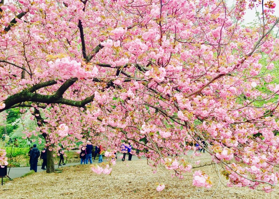 IMG_9209.jpg?type=w966