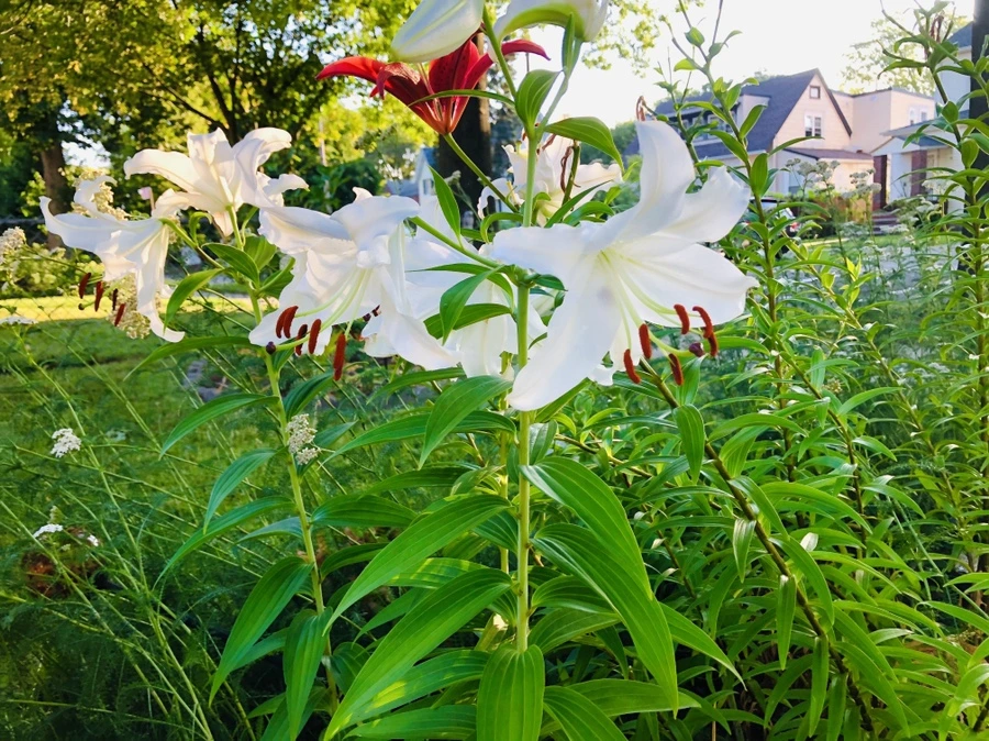 IMG_2844.jpg?type=w966