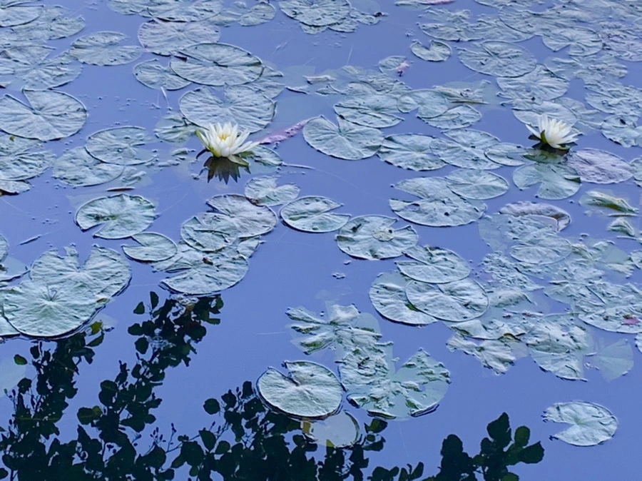 IMG_1887.jpg?type=w966