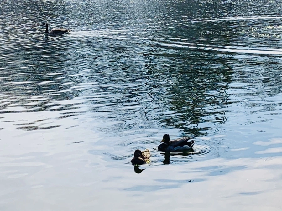 IMG_0359.jpg?type=w966