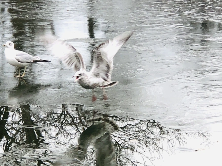 IMG_8989.jpg?type=w966