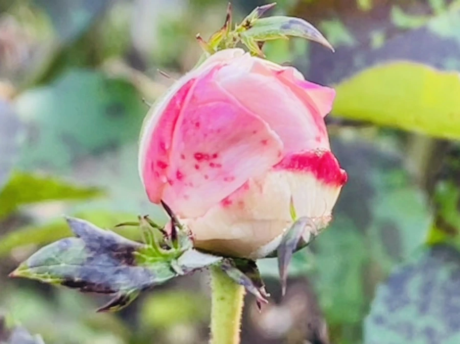 IMG_6013.jpg?type=w966