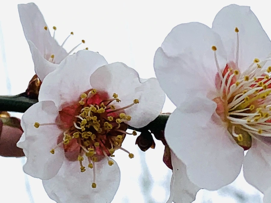 IMG_3659.jpg?type=w966