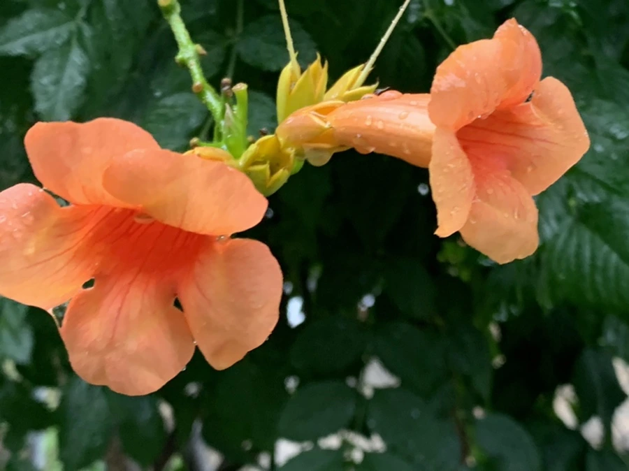 IMG_3840.jpg?type=w966