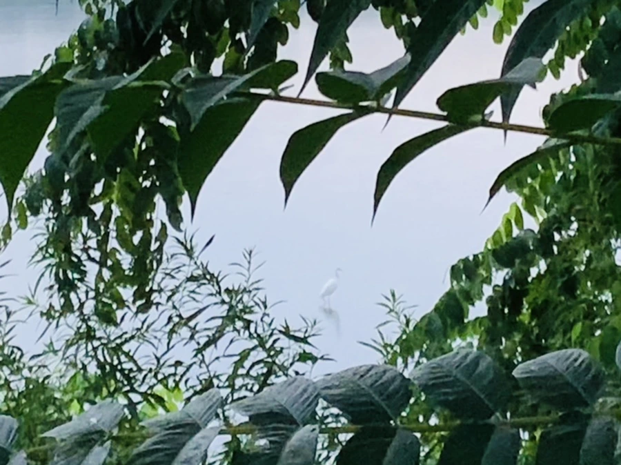 IMG_0102.jpg?type=w966