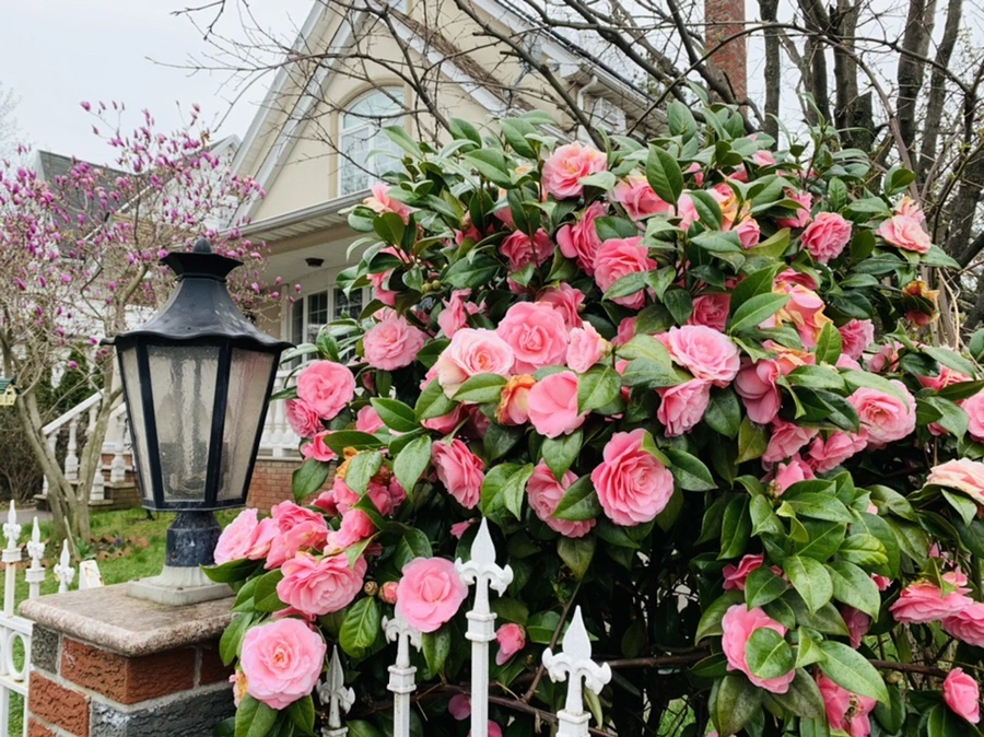 IMG_1391.jpg?type=w966