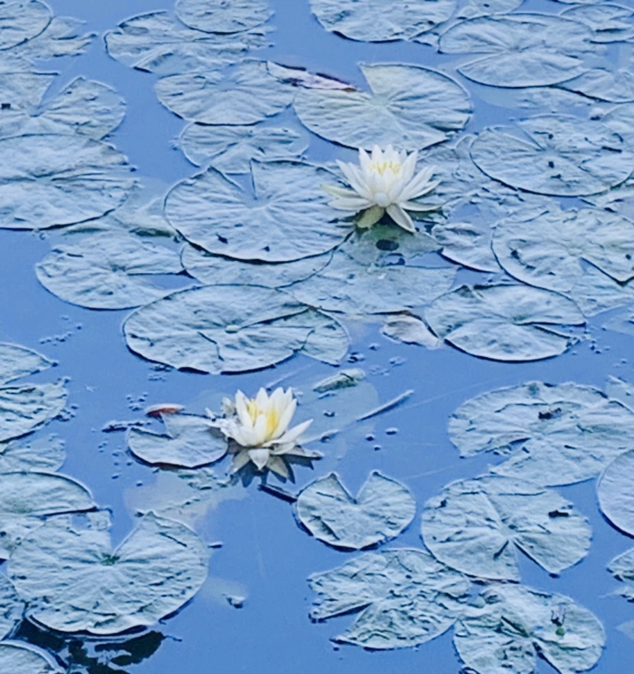 IMG_1188.jpg?type=w966