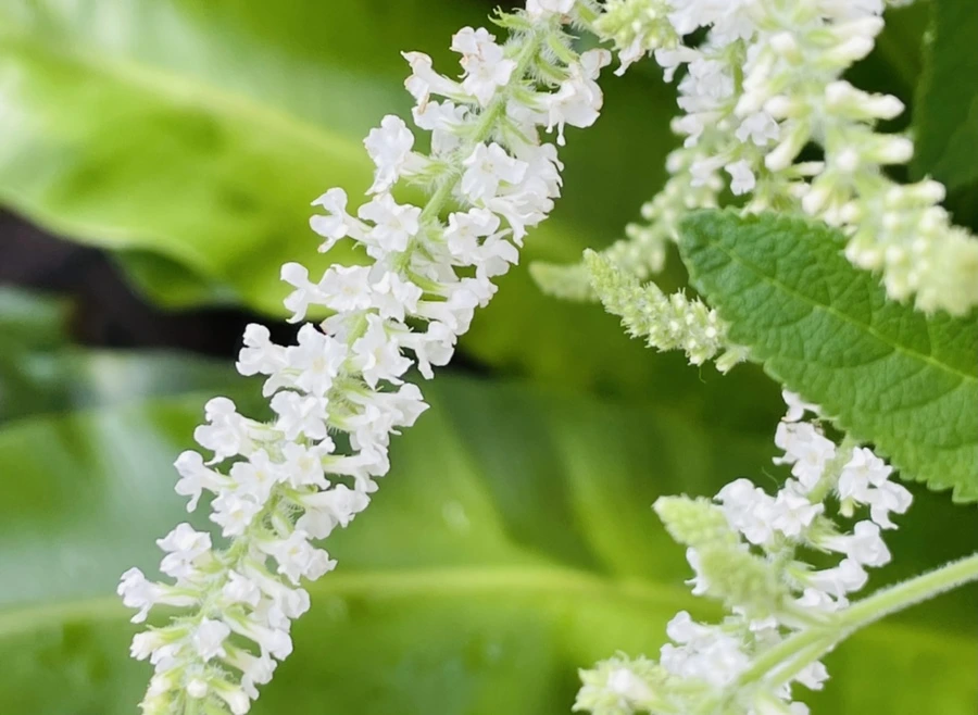 IMG_4206.jpg?type=w966