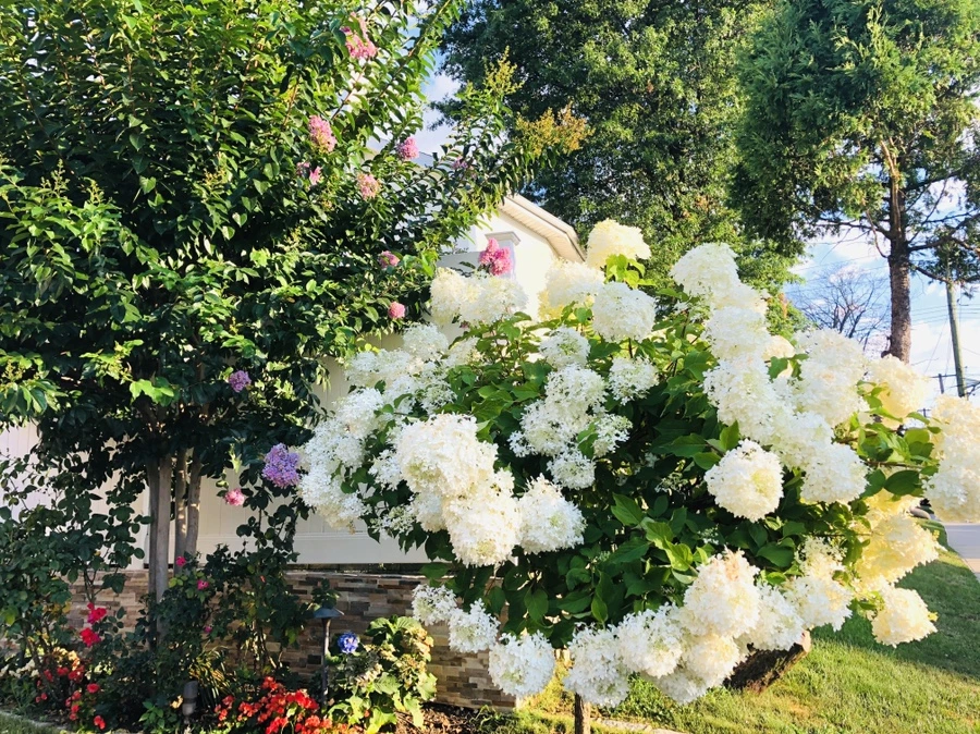 IMG_4688.jpg?type=w966