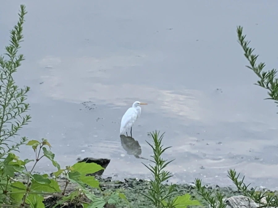 IMG_6295.jpg?type=w966