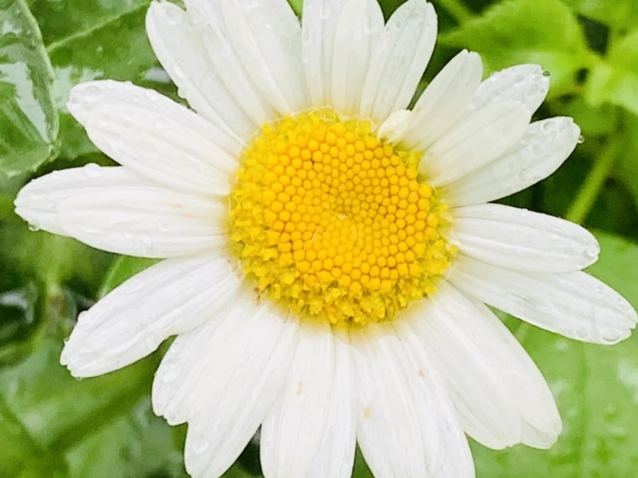 IMG_0169.jpg?type=w966