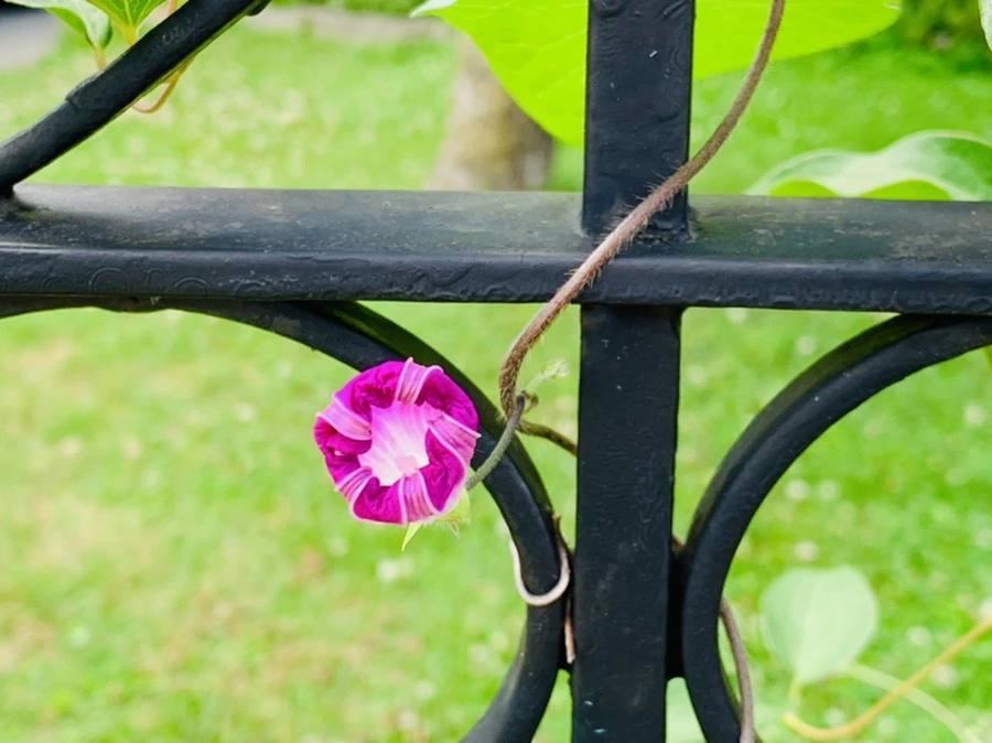 IMG_0671.jpg?type=w966