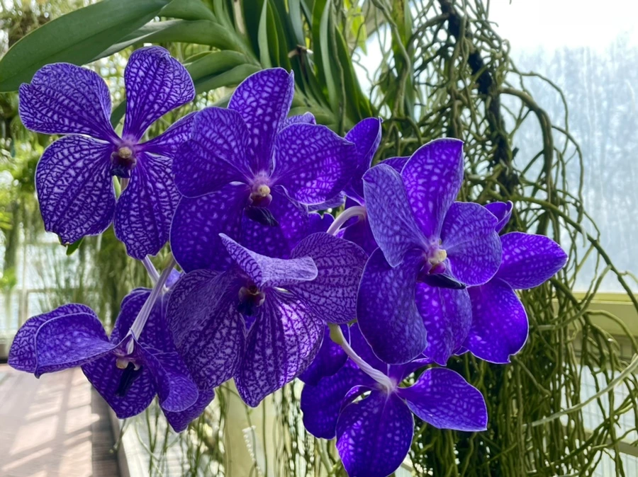 IMG_5195.jpg?type=w966