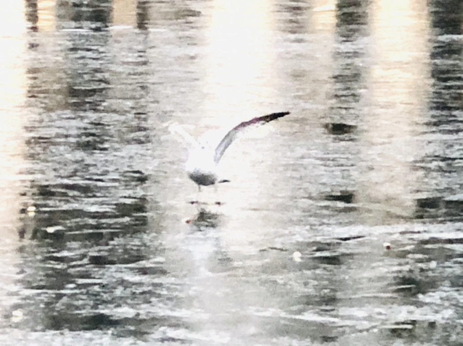 IMG_1953.jpg?type=w966