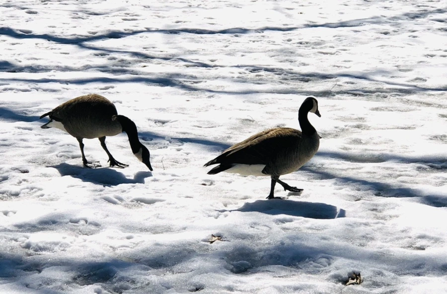 IMG_4520.jpg?type=w966