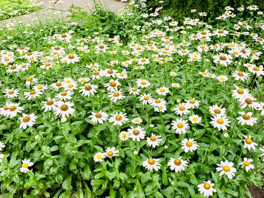 IMG_9784.jpg?type=w966