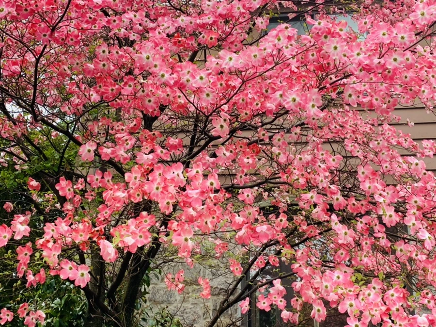 IMG_5329.jpg?type=w966