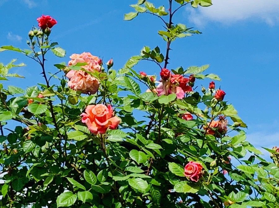 IMG_5837.jpg?type=w966