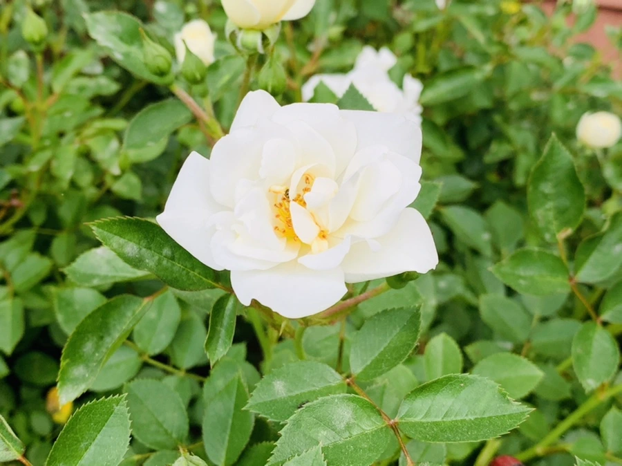 IMG_5250.jpg?type=w966