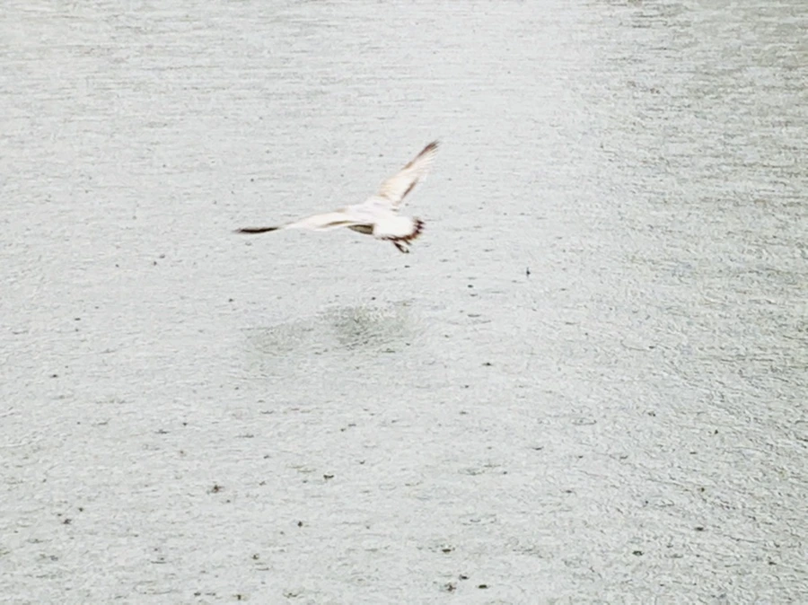 IMG_2068.jpg?type=w966