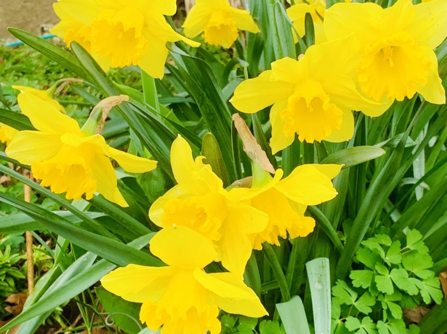 IMG_6205.jpg?type=w966