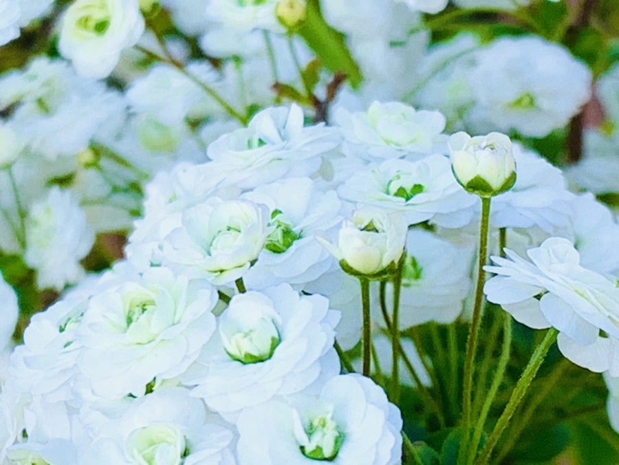 IMG_3304.jpg?type=w966