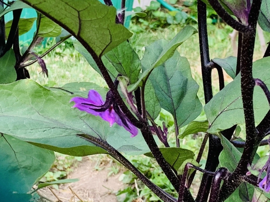 IMG_7307.jpg?type=w966