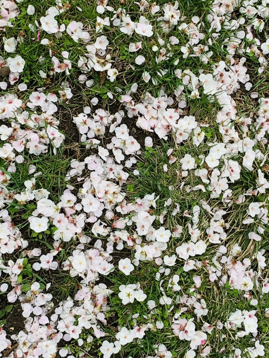 IMG_1296.jpg?type=w966