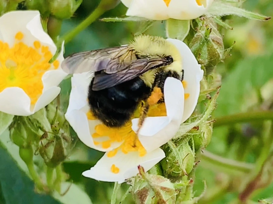 IMG_4032.jpg?type=w966