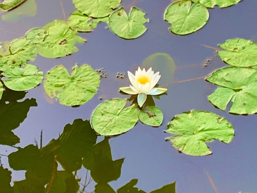 IMG_0766.jpg?type=w966