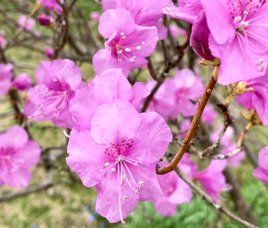 IMG_4678.jpg?type=w966