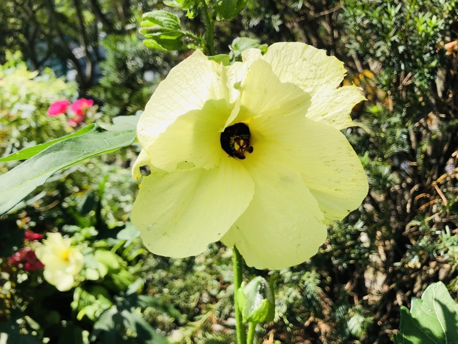 IMG_1305.jpg?type=w966