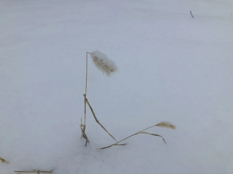 IMG_3336.jpg?type=w966