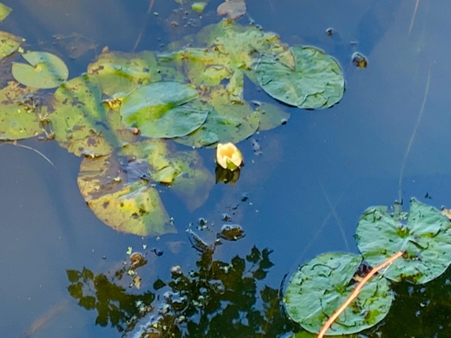 IMG_4235.jpg?type=w966