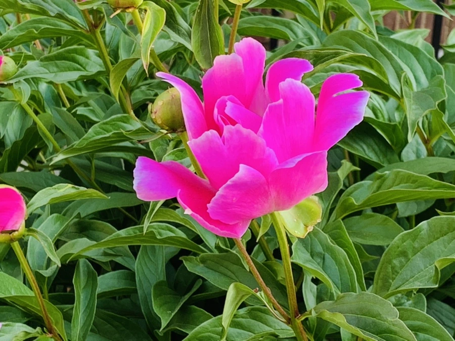 IMG_4121.jpg?type=w966