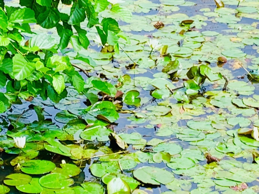 IMG_9263.jpg?type=w966