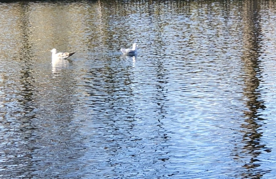 IMG_9739.jpg?type=w966