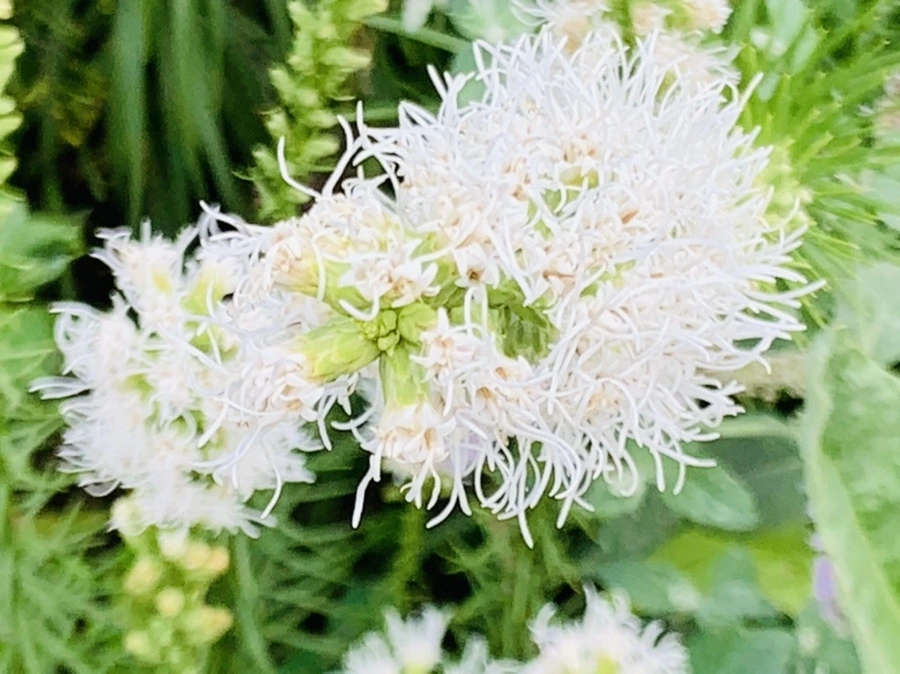 IMG_9419.jpg?type=w966