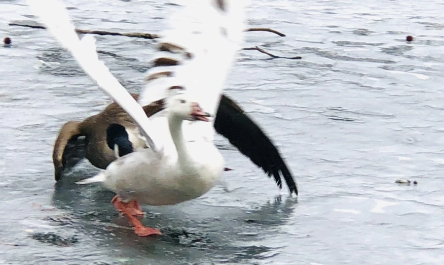 IMG_6123.jpg?type=w966