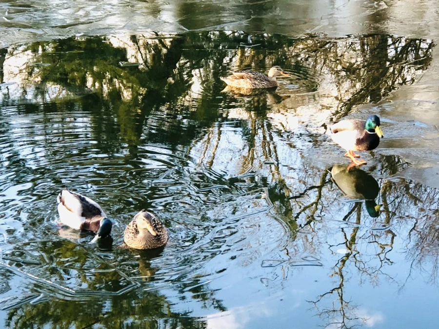 IMG_4939.jpg?type=w966