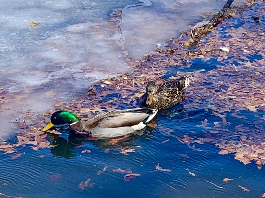 IMG_6805.jpg?type=w966