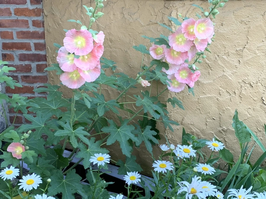 IMG_5246.jpg?type=w966