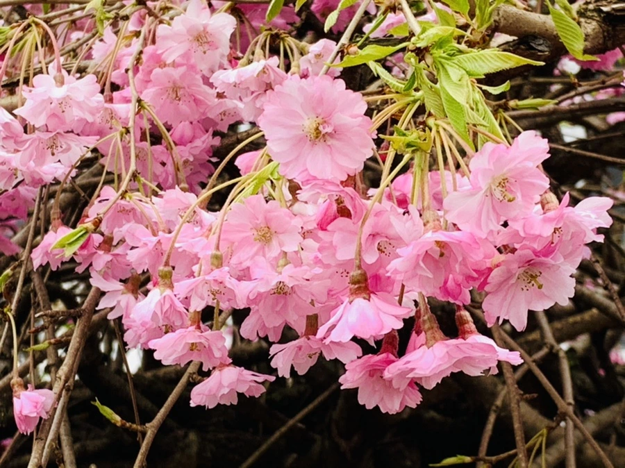 IMG_1138.jpg?type=w966