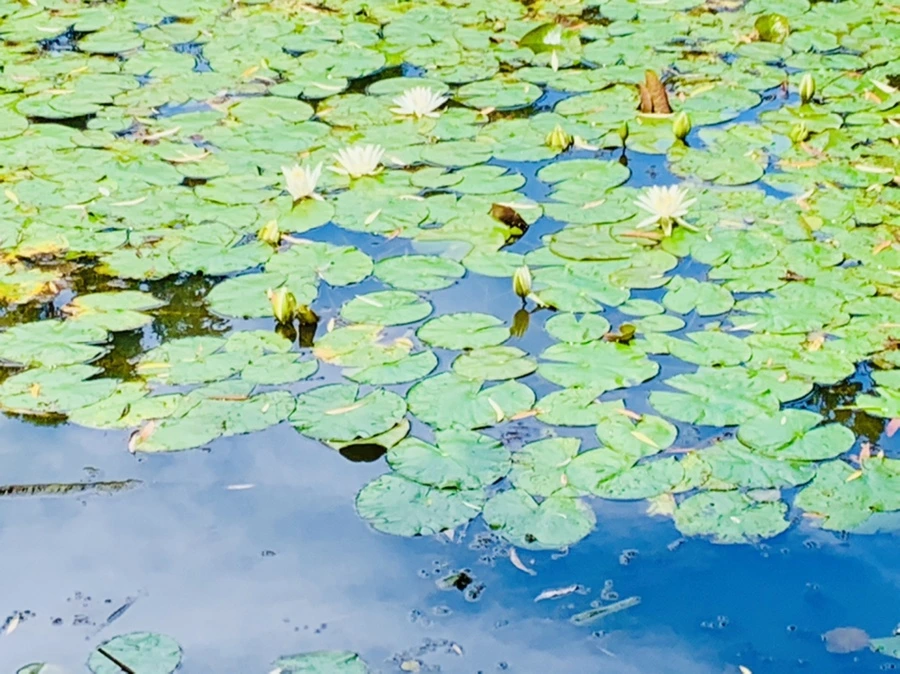 IMG_9293.jpg?type=w966