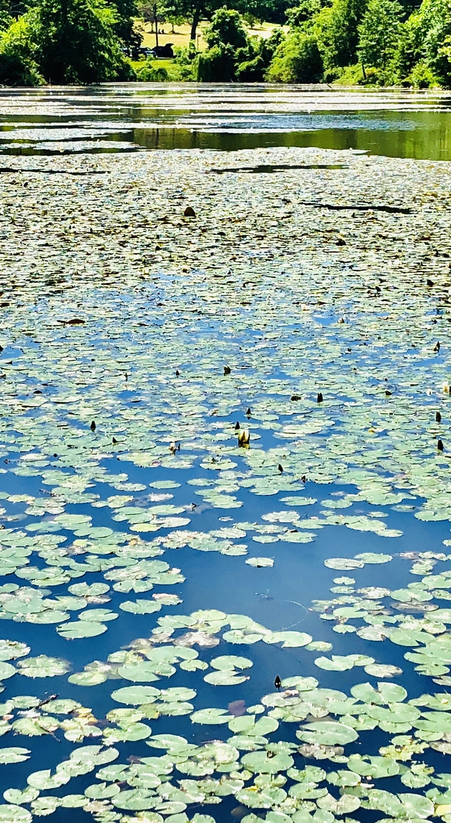 IMG_9715.jpg?type=w966