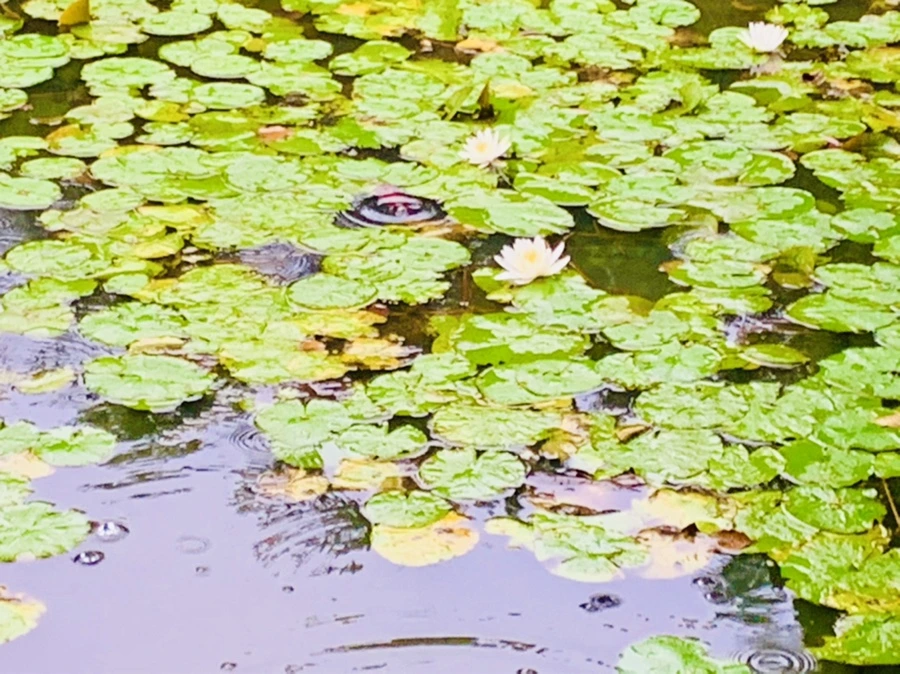 IMG_8374.jpg?type=w966